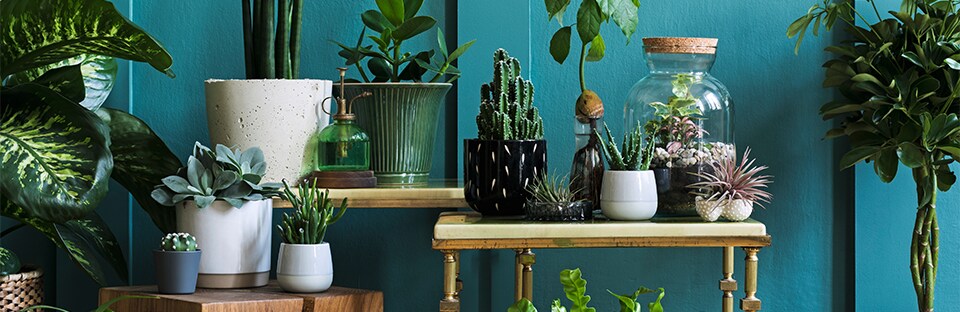 Common house plants