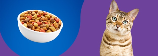 Cat with Food