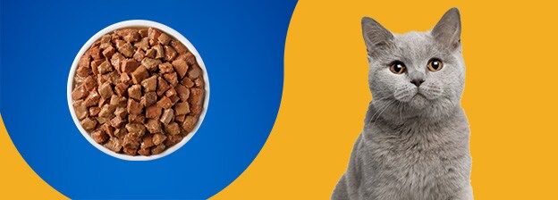 Cat with Food