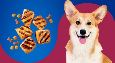 Dog with Food