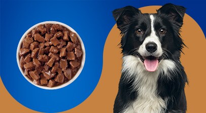 Dog with Food